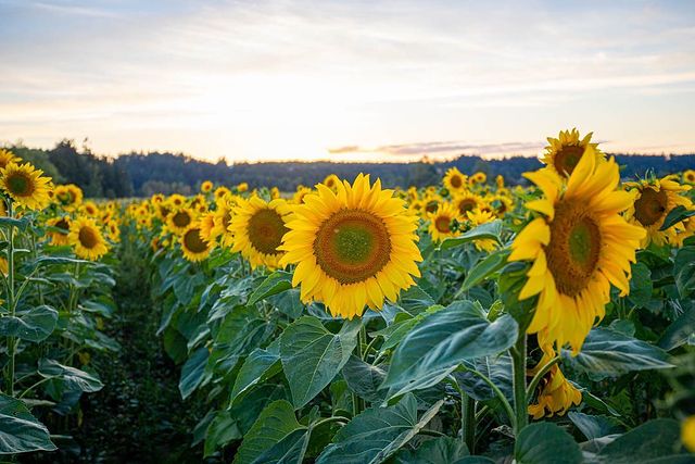 2026 Sunflower Experience Admission Tickets – Schilter Family Farm